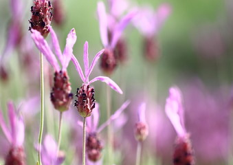 フレンチラベンダーFrench lavender