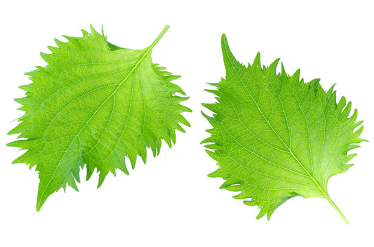 Two Leaves of Shiso, a Japanese Culinary Herb