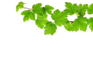 Blätter,Hintergrund