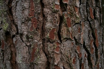 Eichenrinde