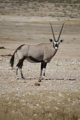 Oryx IV