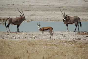 Oryx am Wasserloch