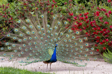 Obraz premium Beautiful male peacock showing it's feathers.
