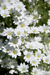 Cerastium tomentosum