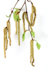 spring birch twigs with young leaves