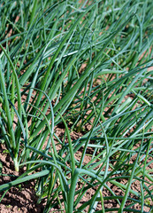 Junge Zwiebeln auf dem Acker