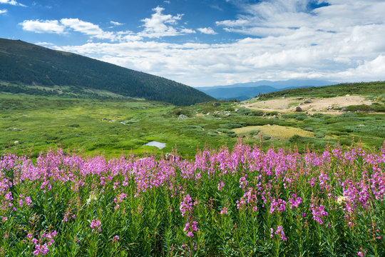 Wild Flowers Summer Mountain Landscape