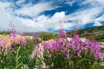 Colorado Wildflowers Blooming in Summer