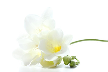 Beautiful freesia isolated on white © Africa Studio