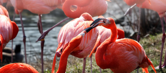 Flamingoes kissing