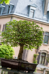 Fototapeta na wymiar Zielone drzewa wiąz jako bonsai