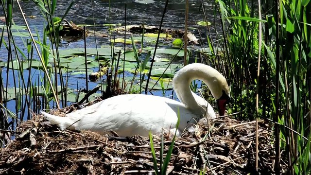 cigno nido stagno lago cignus anatide