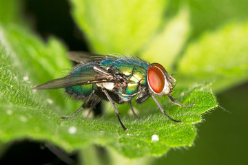 greenbottle fly on a green leaf close-up / Lucilia caesar