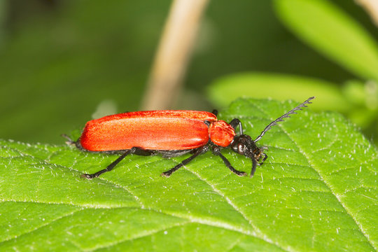 Black headed cardinal beetle close-up / Pyrochroa coccinea