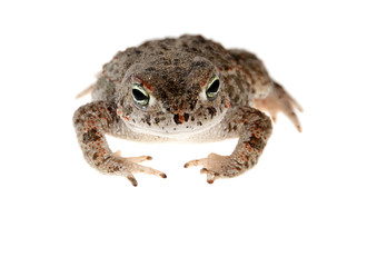 natterjack toad