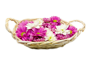Fototapeta na wymiar beautiful daisy flowers in basket isolated