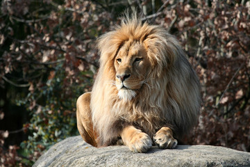 Löwenportrait