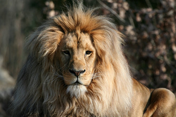 Löwenportrait