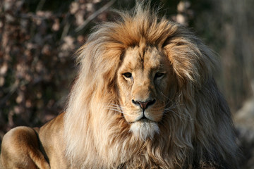 Fototapeta premium Löwenportrait