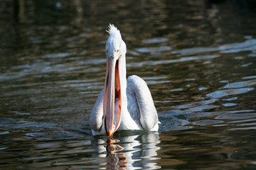 Pelikan mit Fisch im Schnabel