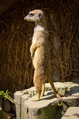 Erdmännchen hält Ausschau