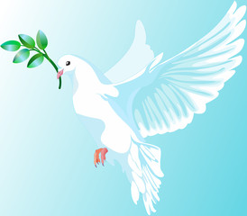 This is a white dove of peace, it is keeping the a green branch