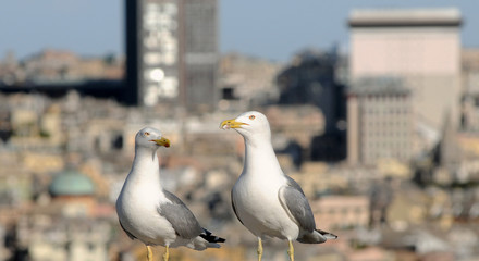 urban gulls
