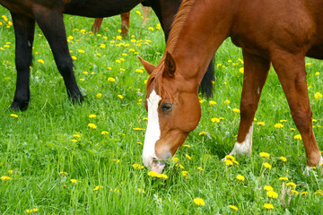 Pferd auf der Weide