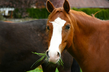 Pferdeblick