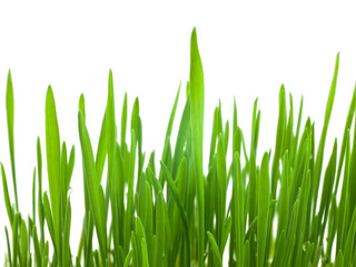 Fototapeta premium Green grass.