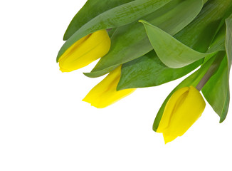 Fototapeta na wymiar The bouquet consisting of three yellow tulips.