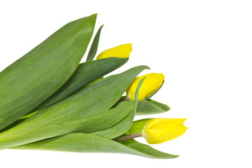 The bouquet consisting of three yellow tulips.