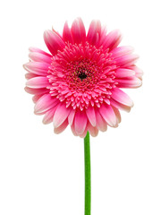 gerber flower isolated on white background