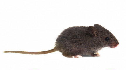 little gray mouse wild on white background