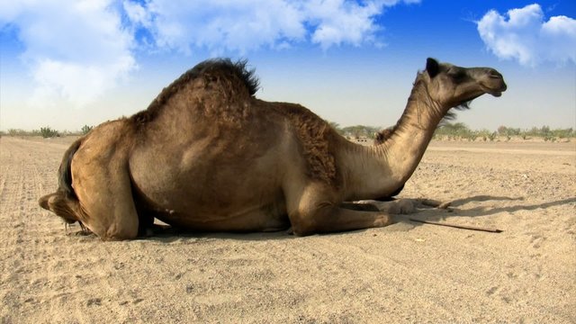 Camel and her son sitting on the desert road