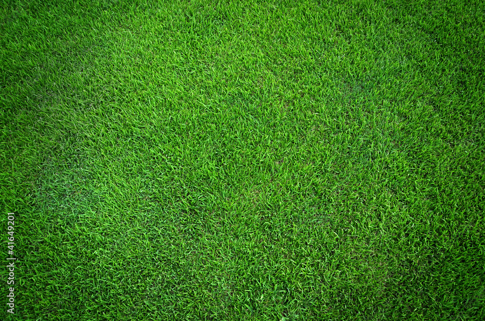 Wall mural green grass texture background