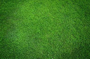 Gordijnen Groene gras textuur achtergrond © foxaon