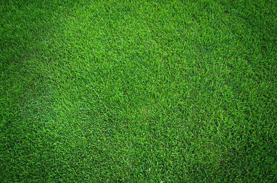 Green grass texture background © foxaon