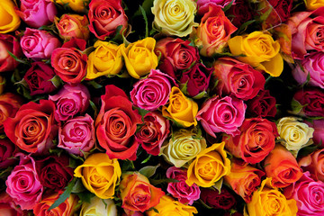 Flowers. Colorful roses background - obrazy, fototapety, plakaty