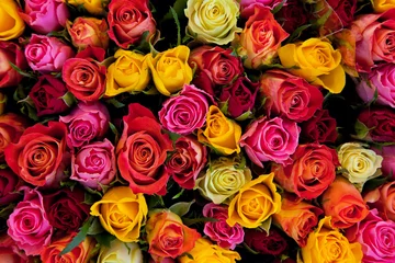 Crédence de cuisine en verre imprimé Roses Fleurs. Fond de roses colorées