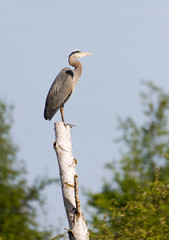 Great Blue Heron