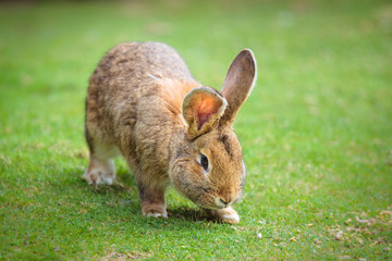 Easter rabbit on fresh green grass