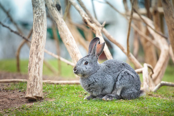 Easter rabbit on fresh green grass