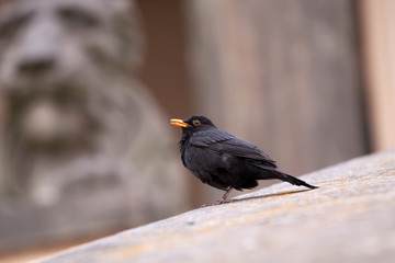 Amsel