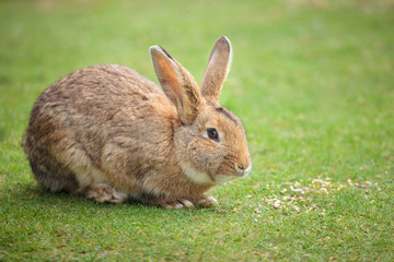 Fototapeta premium Easter rabbit on fresh green grass