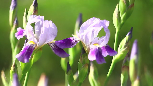 Two beautiful purple irises