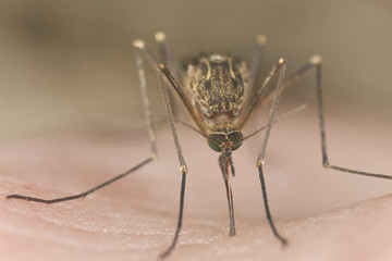 Mosquito sucking blood, extreme close-up with high magnification