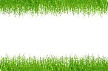 Fresh spring green grass on white background with copy space