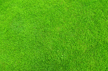 Obraz na płótnie Canvas Close-up obraz świeże wiosny zielona trawa