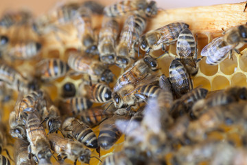 Bees on honeycombs.